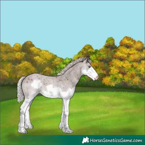 Horse Color:Silver Blue Roan Splash Appaloosa 