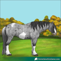 Horse Color:White Spotted Blue Roan Splash Frame Appaloosa