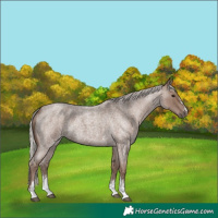 Horse Color:Silver Blue Roan Sabino
