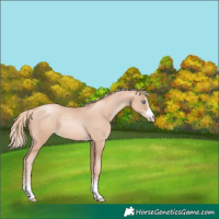 Horse Color:Gold Champagne Pearl Rabicano and Gold Champagne Pearl Rabicano