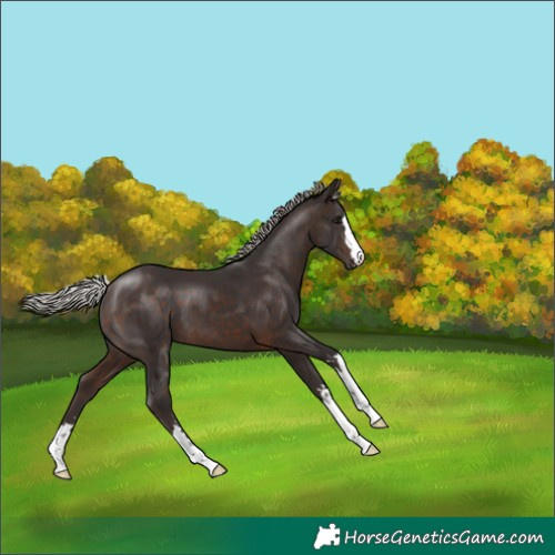 Horse Color:Silver Brown 