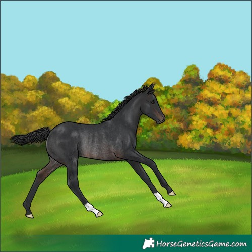 Horse Color:Brown Rabicano 