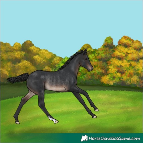 Horse Color:Brown Rabicano 