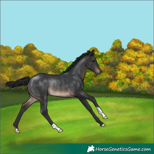 Horse Color:Brown Rabicano 