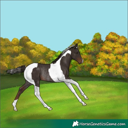 Horse Color:Liver Chestnut Tobiano Rabicano