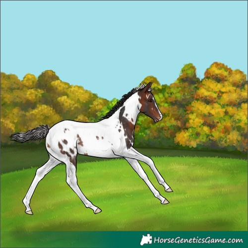 Horse Color:White Spotted Bay Tobiano Appaloosa Rabicano