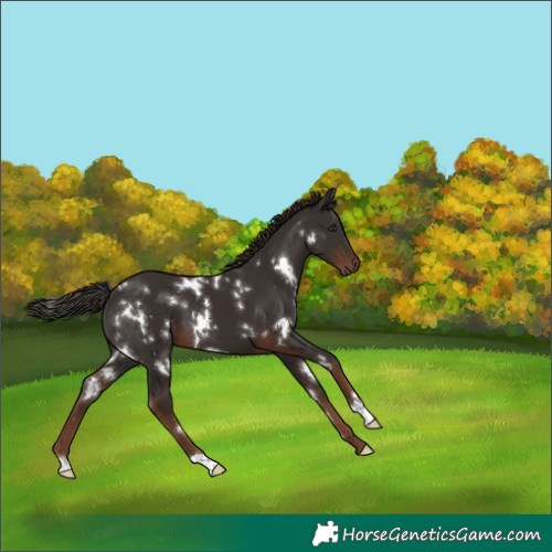 Horse Color:White Spotted Liver Chestnut 