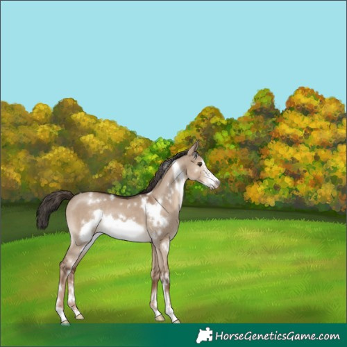 Horse Color:White Spotted Liver Red Dun Frame Rabicano