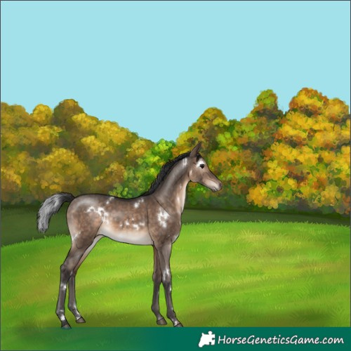 Horse Color:White Spotted Brown Dun Rabicano 