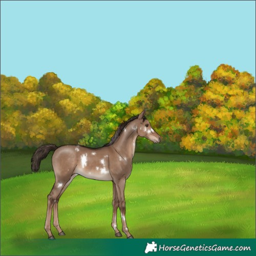 Horse Color:White Spotted Liver Red Dun Rabicano 