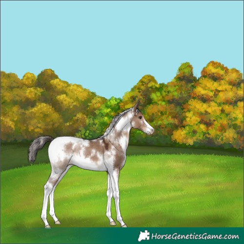 Horse Color:White Spotted Liver Red Dun Tobiano Frame Rabicano