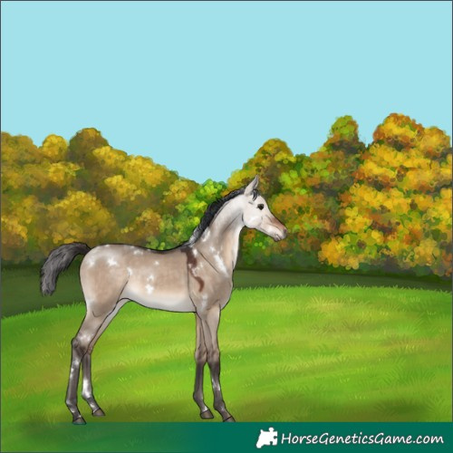 Horse Color:White Spotted Bay Dun Rabicano