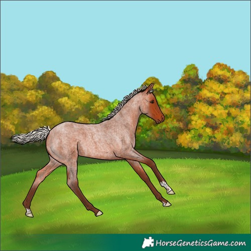 Horse Color:Silver Bay Roan 