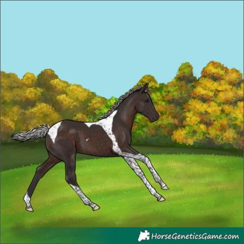Horse Color:Silver Brown Tobiano 