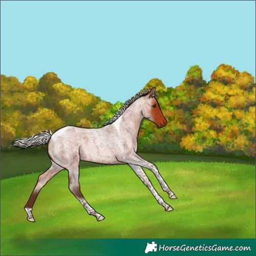 Horse Color:Silver Bay Roan Tobiano 