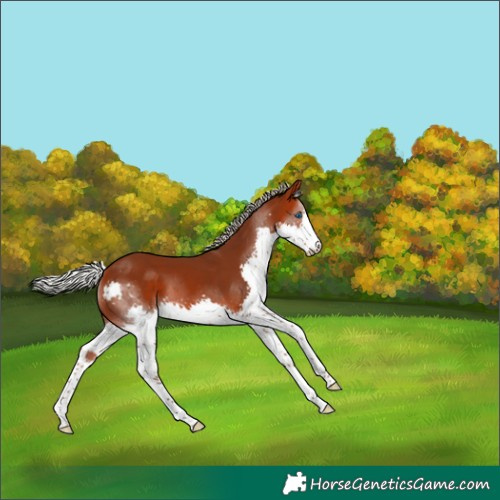 Horse Color:Silver Bay Splash 