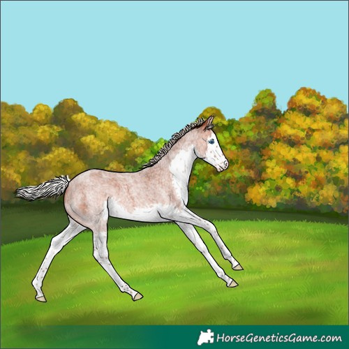 Horse Color:Silver Bay Roan Splash