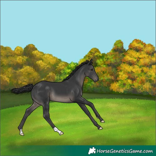 Horse Color:Black 