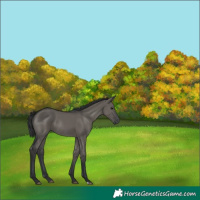 Horse Color:Grullo Rabicano 