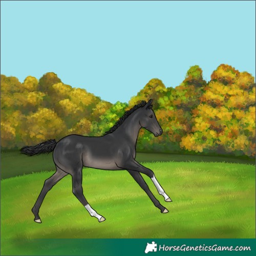 Horse Color:Black 