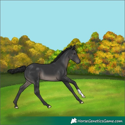 Horse Color:Black 