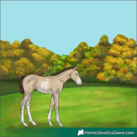 Horse Color:Classic Cream Champagne Dun Sabino 