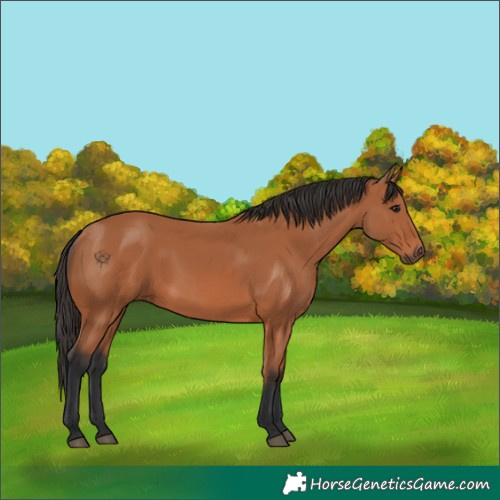 Horse Color:Unknown 