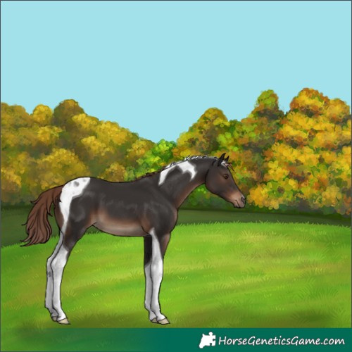 Horse Color:Liver Chestnut Tobiano 