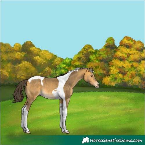 Horse Color:Buckskin Tobiano 