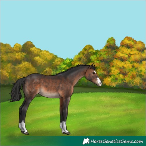 Horse Color:Brown 