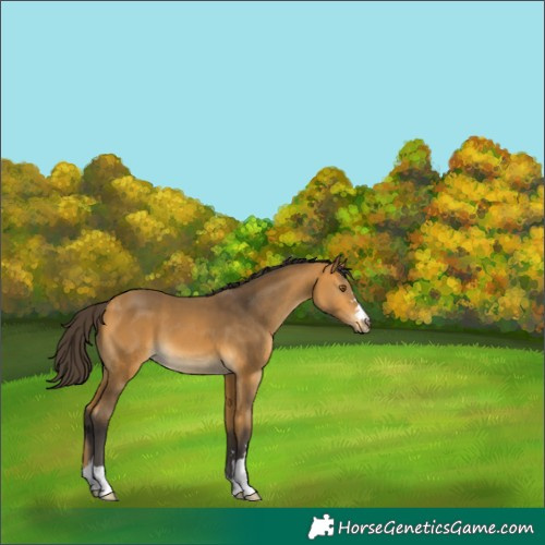 Horse Color:Buckskin 