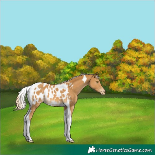 Horse Color:Palomino Tobiano Appaloosa