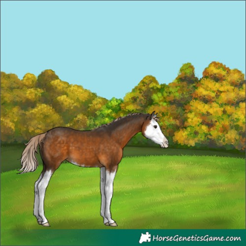 Horse Color:Chocolate Palomino Splash Appaloosa 