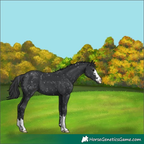 Horse Color:Black Appaloosa 