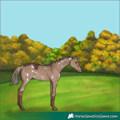 Horse Color:Unknown 