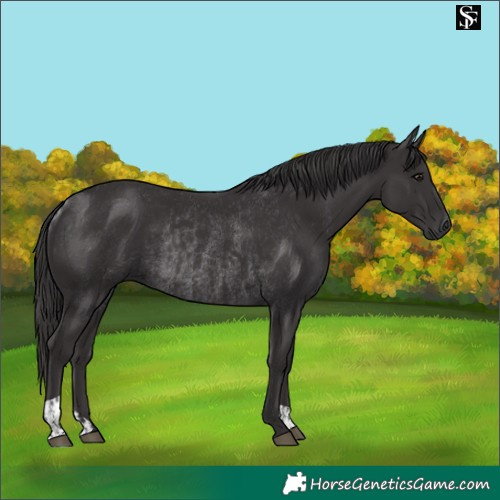 Horse Color:Smoky Black  and Smoky Black Rabicano 