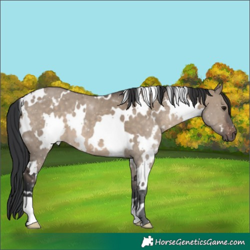 Horse Color:White Spotted Brown Dun 