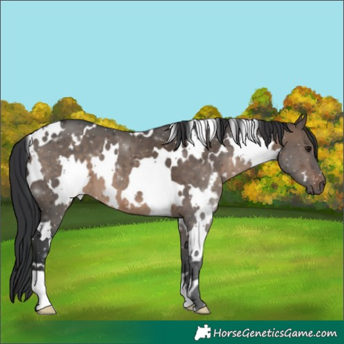 Horse Color:White Spotted Brown Dun 