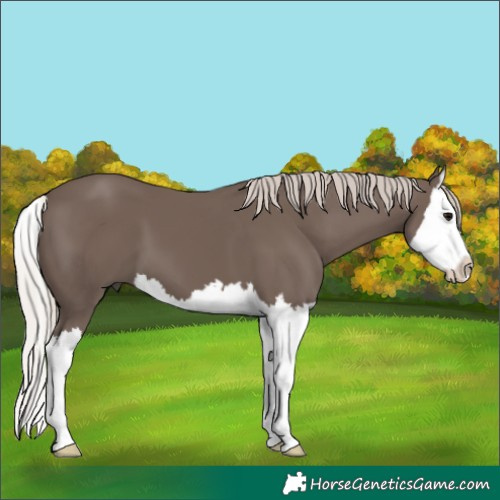 Horse Color:Silver Black Splash 
