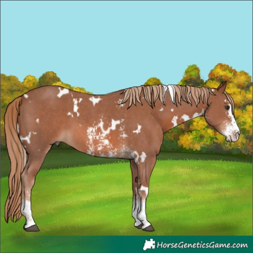 Horse Color:White Spotted Chestnut Sabino