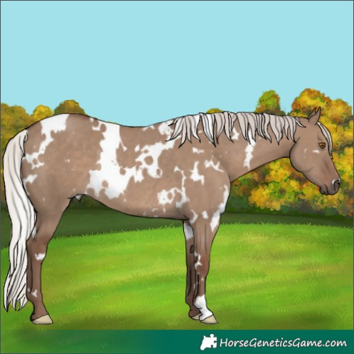Horse Color:White Spotted Silver Grullo Rabicano 