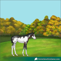 Horse Color:Brown Sabino Frame Rabicano