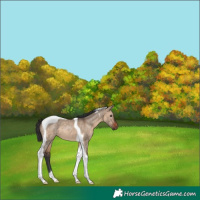 Horse Color:Brown Dun Tobiano 