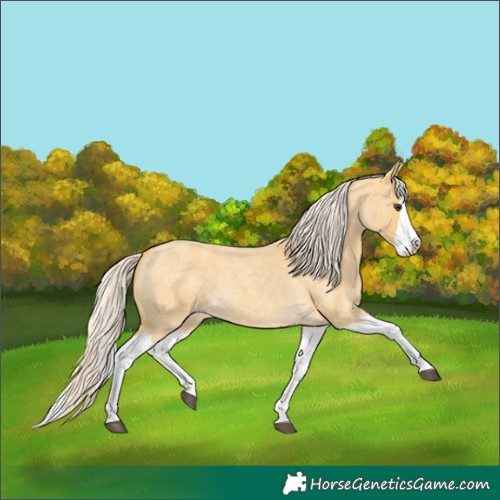 Horse Color:Palomino Roan Splash 