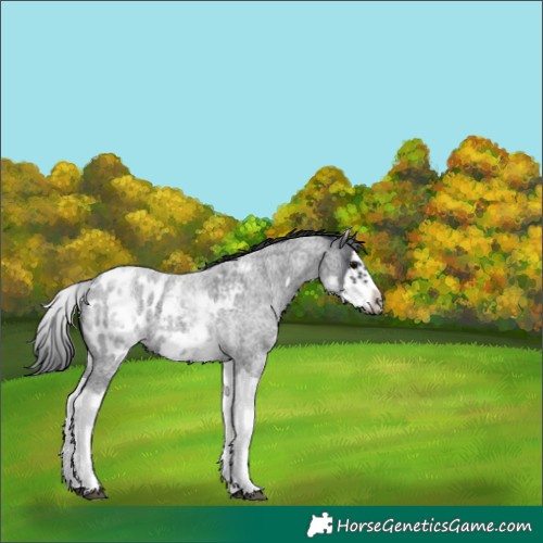 Horse Color:White Spotted Blue Roan Splash Frame Appaloosa 