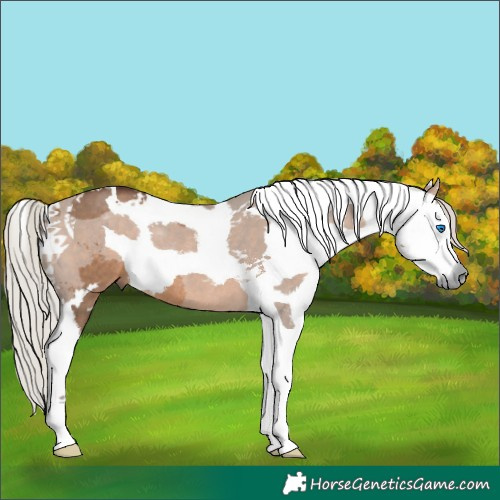Horse Color:Silver Brown Dun Merle Tobiano Rabicano 