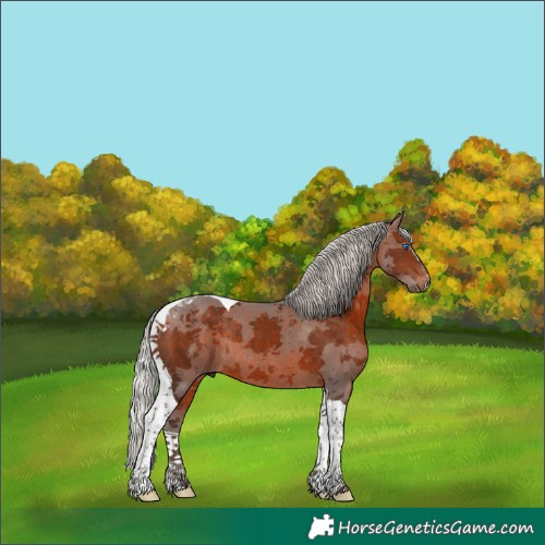 Horse Color:Silver Brown Merle Tobiano Rabicano 