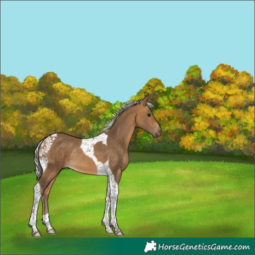 Horse Color:Silver Buckskin Tobiano Rabicano 