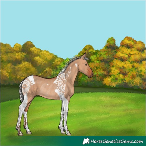 Horse Color:Silver Bay Dun Tobiano Rabicano 