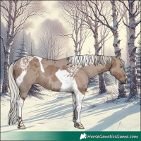 Horse Color:Silver Grullo Merle Tobiano Rabicano